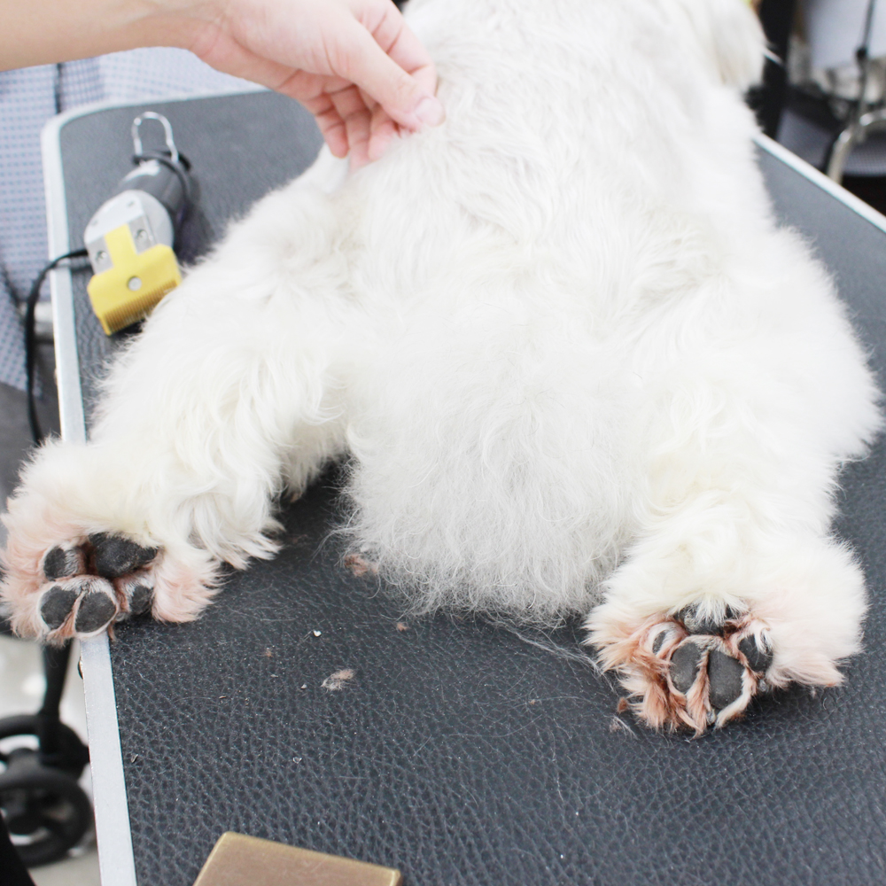 お客様の愛犬、うとうとシリーズ！